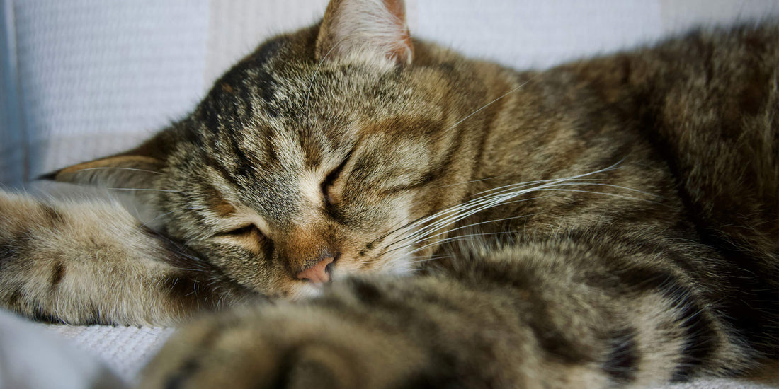 Pankreatitis Katze