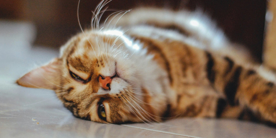 Sodbrennen Katze